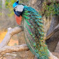 Pavo cristatus Linnaeus, 1758